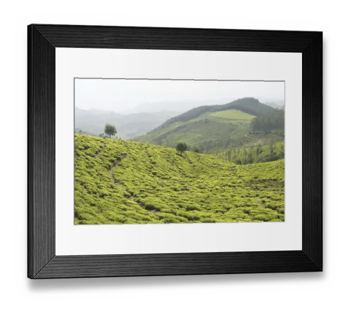 Framed Print : Tea garden, Ooty, Tamil Nadu, India