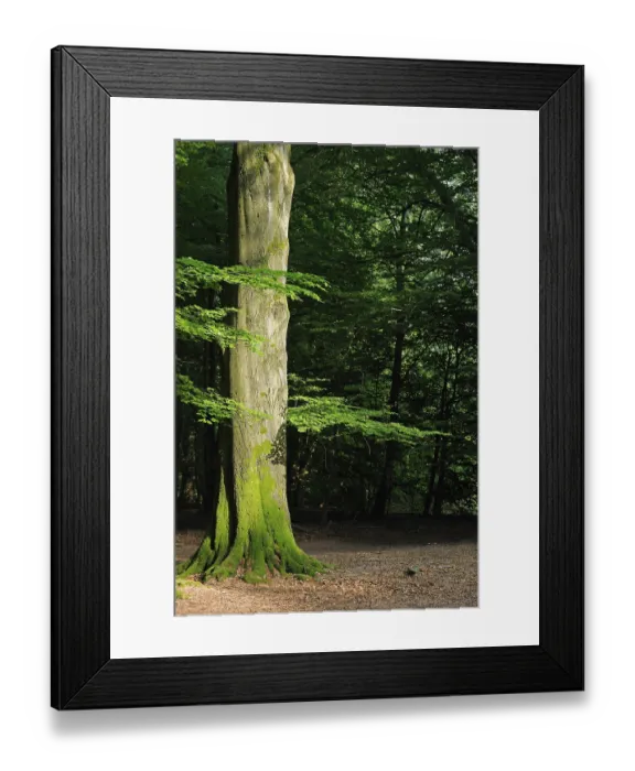 Framed Print : Mossy trunk of an old Beech (Fagus) tree