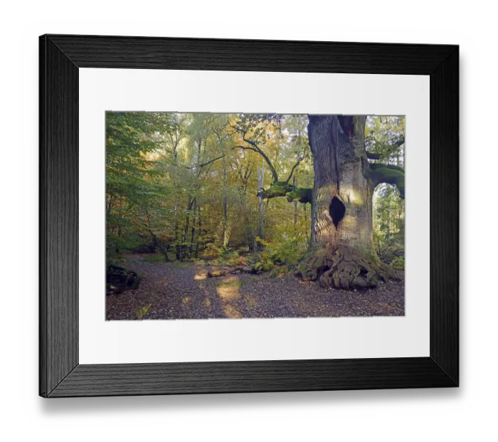 Framed Print : Approx. 800 year old Oak (Quercus) in autumn
