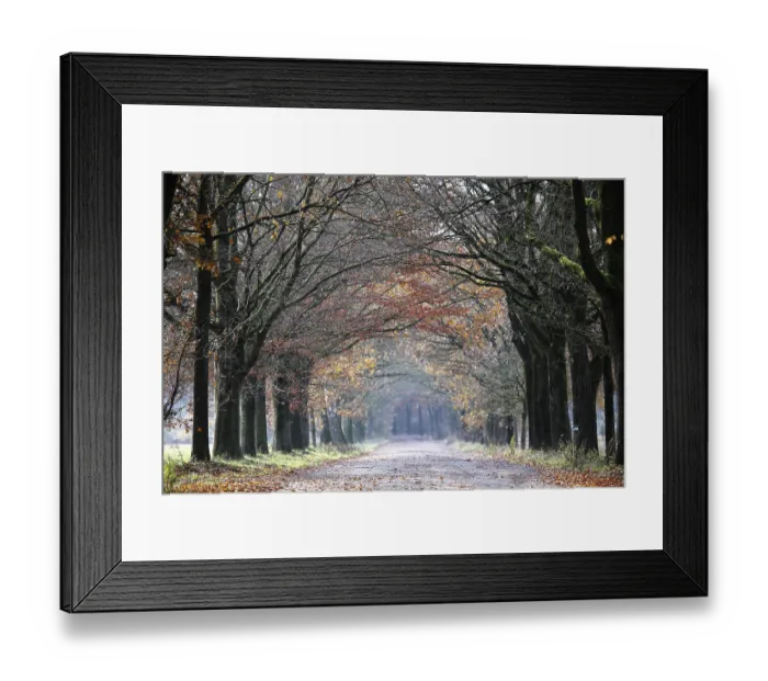 Framed Print : Beech avenue (Betula spec.) Framed Print : Beech avenue (Betula spec.)