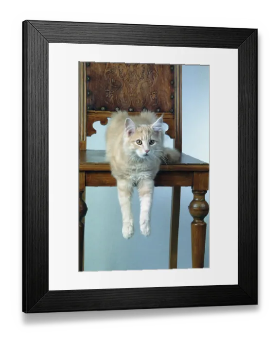 Framed Print : Main-Coone cat cream-classic-tabby cat 16 weeks old