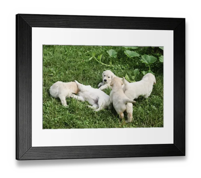 Framed Print : Five golden retriever's puppies are playing in the grass Five golden retriever's puppies are playing in the grass