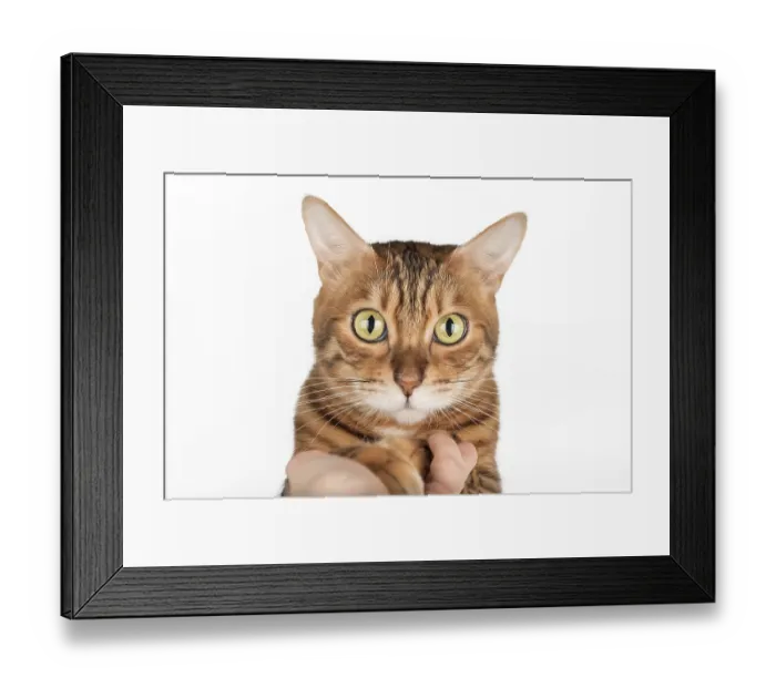 Framed Print : Front view. Bengal cat placing paw on human palm
