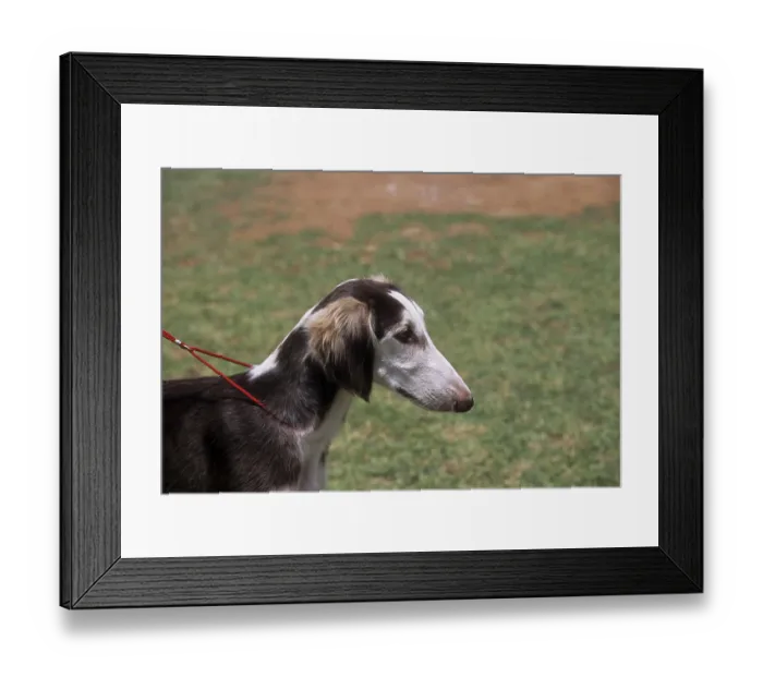 Framed Print : Caravan hound, Mudhol Hound Indian breed of dog