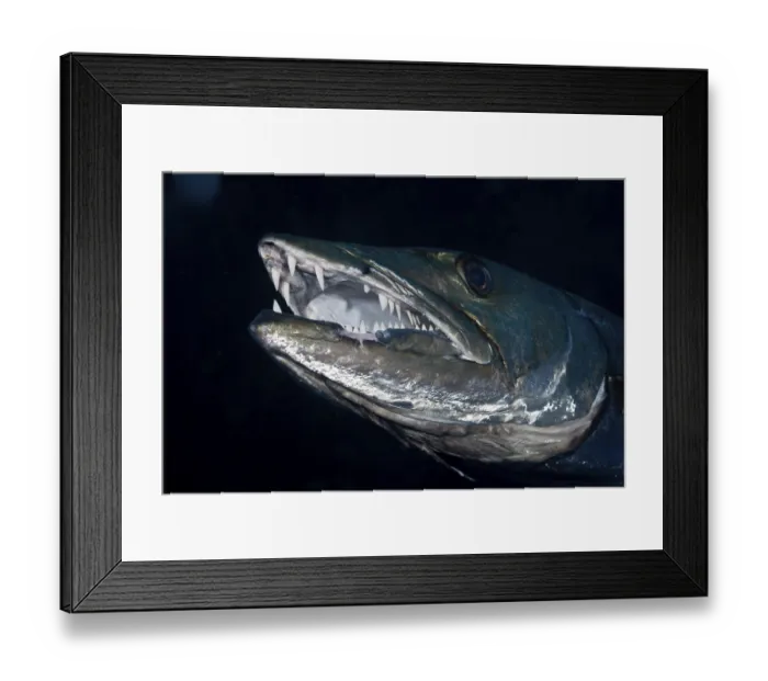 Framed Print : Great barracuda, Tulamben, Bali, Indonesia Framed Print : Great barracuda, Tulamben, Bali, Indonesia