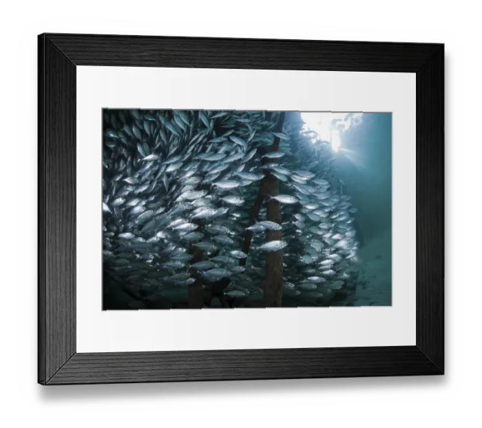 Framed Print : Shoal of yellow-striped herring mackerel in the lagoon of Ahe Island