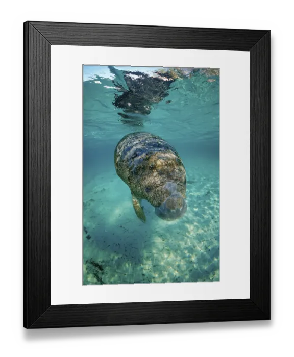 Framed Print : Round-tailed manatee, juvenile Framed Print : Round-tailed manatee, juvenile