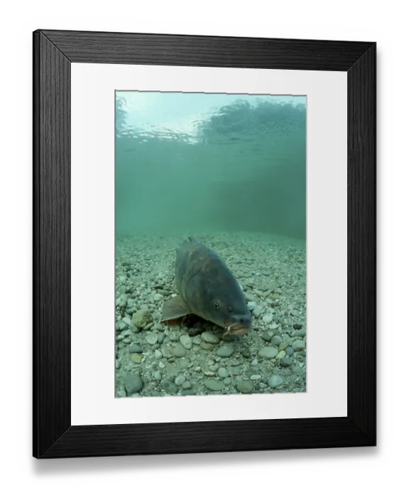 Framed Print : Kapfen, mirror carp, Cyprinus carpio Framed Print : Kapfen, mirror carp, Cyprinus carpio