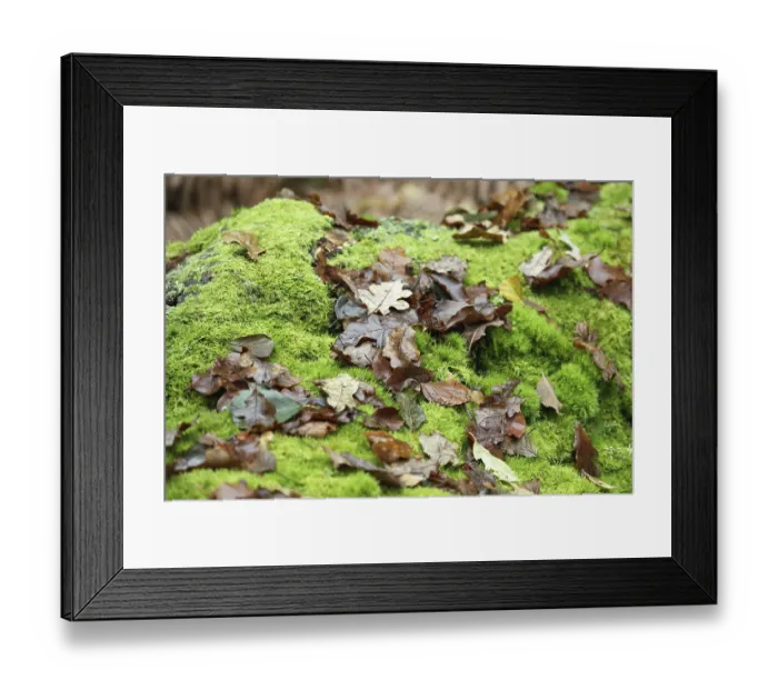 Framed Print : Old tree trunk