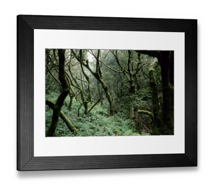 Framed Print : Laurel forest