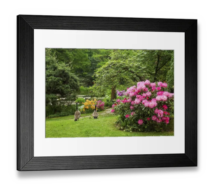 Framed Print : Amazing azalea bushes in bloom in japanese garden in Leverkusen and a pair of geese with small goslings Framed Print : Amazing azalea bushes in bloom in japanese garden in Leverkusen and a pair of geese with small goslings