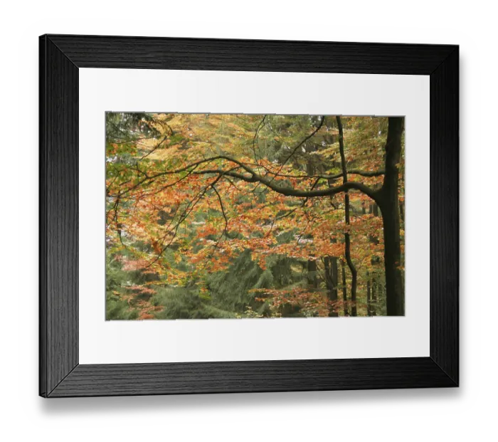 Framed Print : Beech forest in autumn (Fagus sylvatica) Framed Print : Beech forest in autumn (Fagus sylvatica)