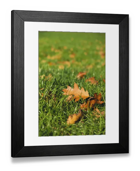Framed Print : Colorful falling autumn leaves