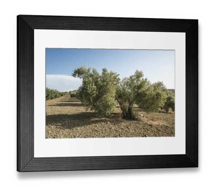 Framed Print : Olive plantation with many trees