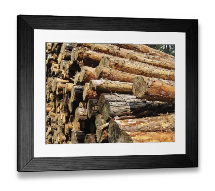 Framed Print : Stacked tree trunks in the forest stacked tree trunks in the forest Framed Print : Stacked tree trunks in the forest stacked tree trunks in the forest