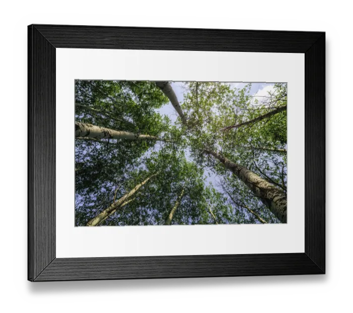 Framed Print : Bottom view of tall trees in the forest against the sky and clouds nature background