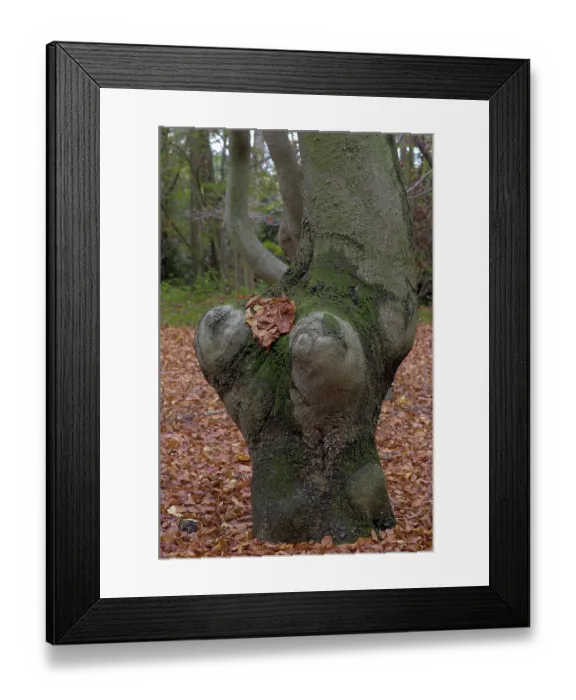 Framed Print : Beech forest in autumn (Fagus sylvatica)