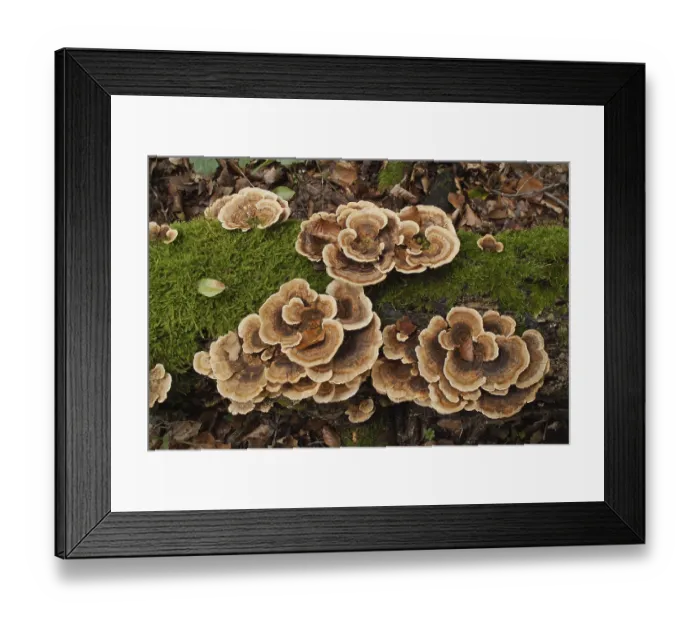 Framed Print : Butterfly Trametes (Trametes versicolor)