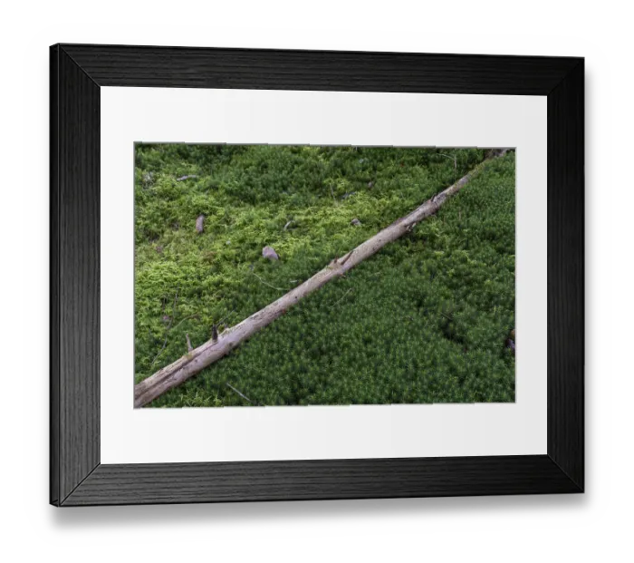 Framed Print : Deadwood lying on moss in the forest