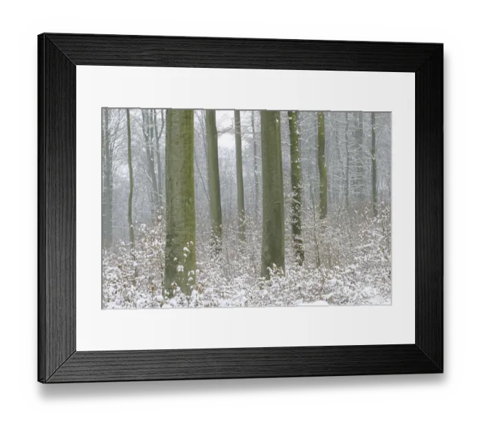Framed Print : Snowy winterly forest with beech trees