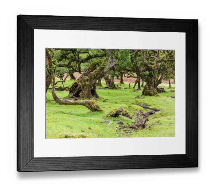Framed Print : Moss and plant covered ancient laurel trees