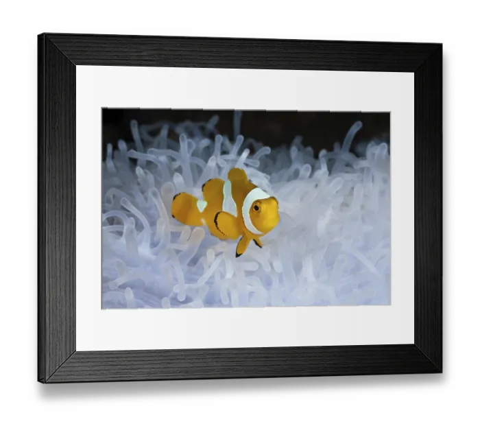 Framed Print : Juvenile orange skunk clownfish white anemone