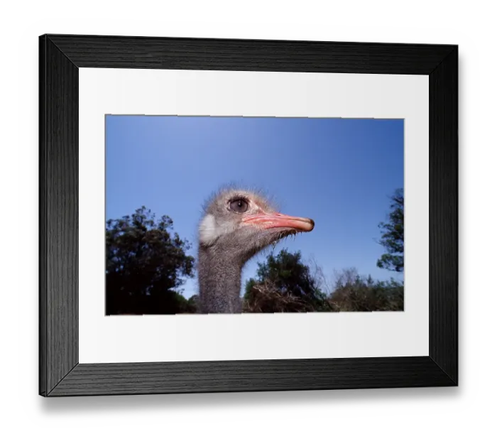 Framed Print : South African ostrich, Struthio camelus australis