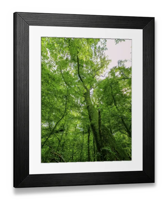 Framed Print : Trees in the Colbitz Linden Forest in the Colbitz-Letzlinger Heide Framed Print : Trees in the Colbitz Linden Forest in the Colbitz-Letzlinger Heide