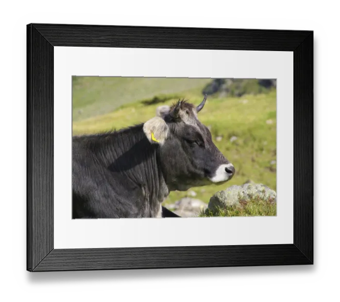Framed Print : Alpine cow, Alpine cow Framed Print : Alpine cow, Alpine cow