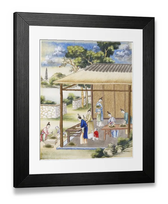 Framed Print : According to oral tradition, tea has been grown in China for more than four millennia Framed Print : According to oral tradition, tea has been grown in China for more than four millennia
