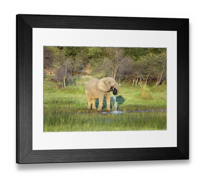 Framed Print : Bull elephant drinking Framed Print : Bull elephant drinking