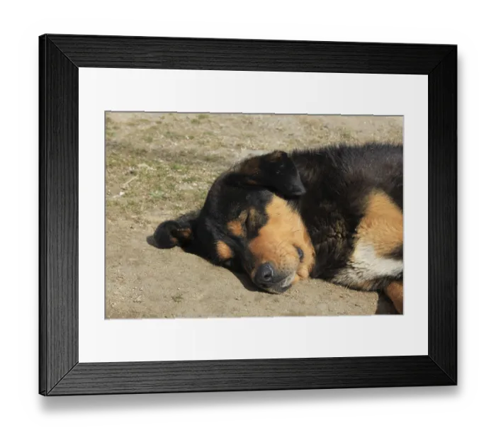 Framed Print : Head of a cute stray dog. Photographed in Kyanjing Gompa Framed Print : Head of a cute stray dog. Photographed in Kyanjing Gompa