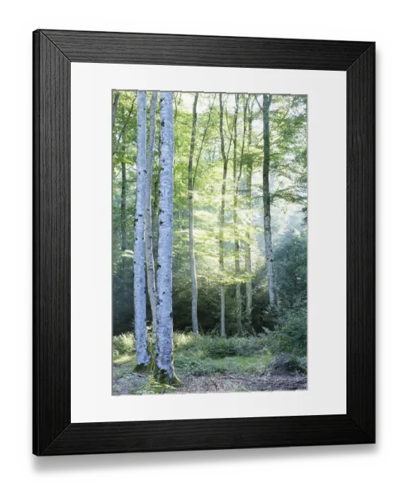 Framed Print : Beech forest, Parc Naturel Regional du Livradois Forez