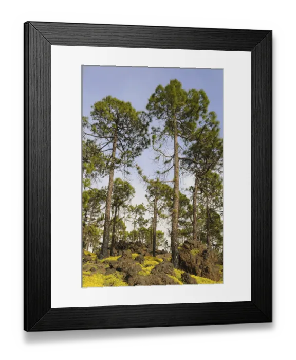Framed Print : Canary island pine (Pinus canariensis) growing among rocks in a wooded area