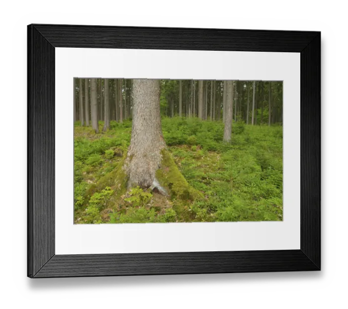 Framed Print : Spruce forest in the Odenwald, Natural regeneration