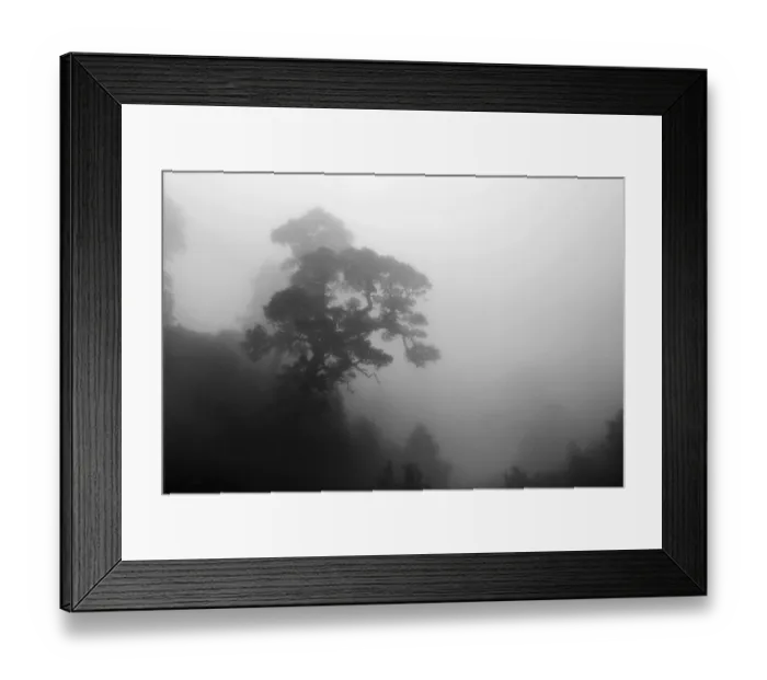Framed Print : Pine tree in the mist from tradewind
