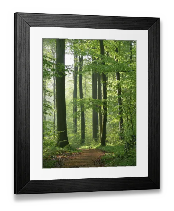 Framed Print : Deciduous forest in spring