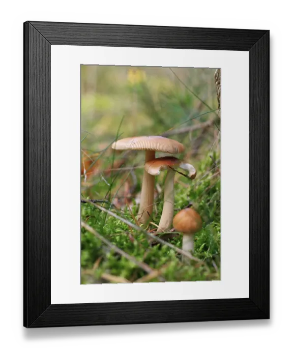 Framed Print : Mild waxy mushroom, Russula puellaris (Russulaceae)