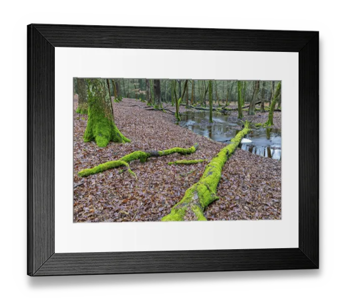 Framed Print : Forest brook in einem Mischwald