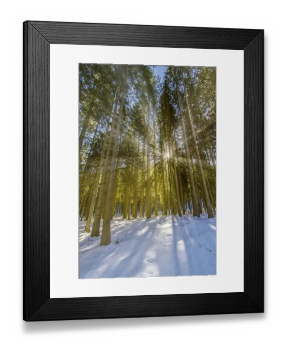 Framed Print : Winter forest with sun