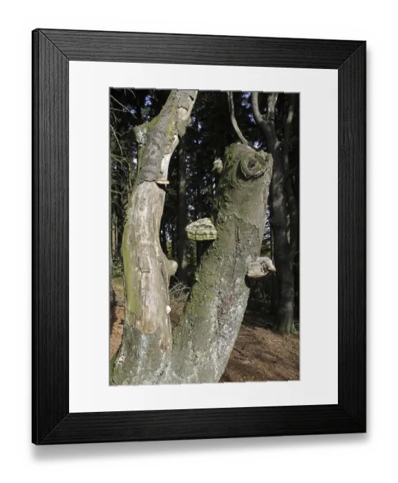 Framed Print : Beech forest on the Velmerstot in Lippe
