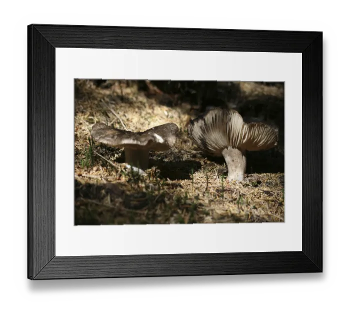 Framed Print : Thick-leaved black russula Framed Print : Thick-leaved black russula