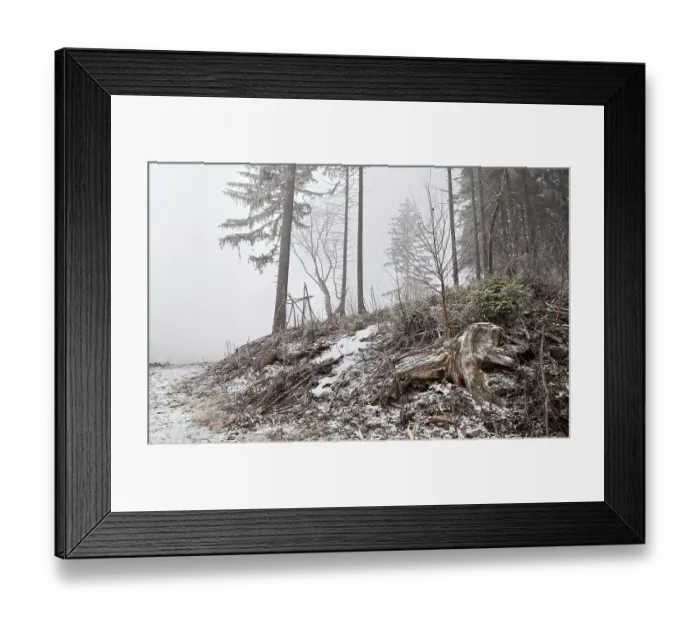 Framed Print : Snowstorm in wild coniferous forest Framed Print : Snowstorm in wild coniferous forest