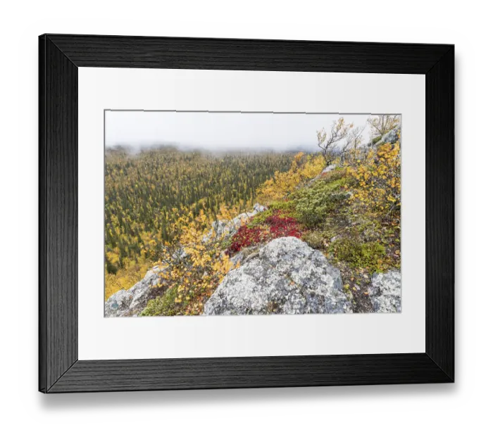 Framed Print : Autumn fog, Muddus National Park