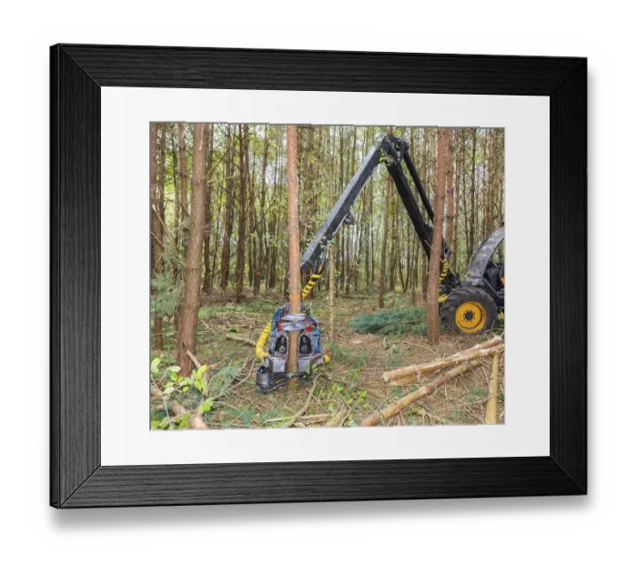 Framed Print : Machine sawing pine trees in forest Framed Print : Machine sawing pine trees in forest