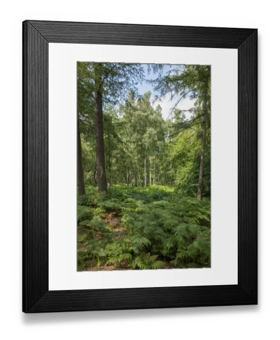 Framed Print : German moor forest landscape with ferns