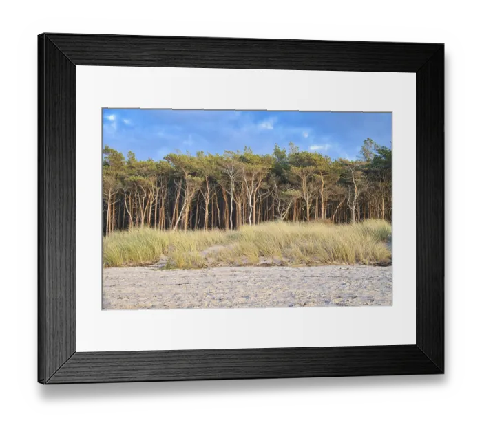 Framed Print : Pine forest on the beach on the Darss Framed Print : Pine forest on the beach on the Darss