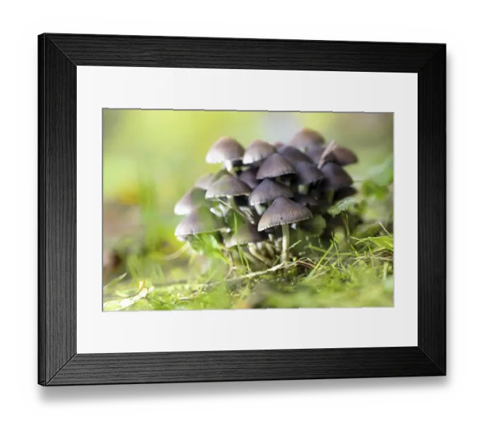 Framed Print : Group of fungi (probably Psathyrella pygmaea) Framed Print : Group of fungi (probably Psathyrella pygmaea)