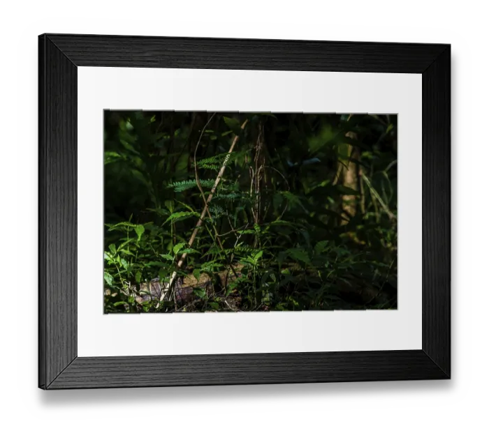 Framed Print : Sunlight streaming through the forest and falling across some small green plants and a log laying on the ground Framed Print : Sunlight streaming through the forest and falling across some small green plants and a log laying on the ground