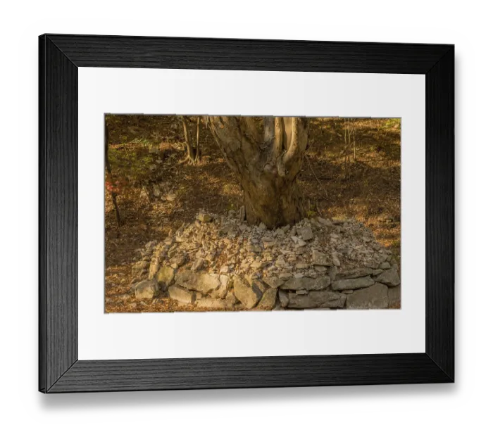 Framed Print : Pebble stacks surrounding base of tree in woodland park in South Korea